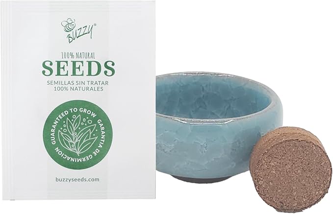 BUZZY Seeds 4-Pack Bonsai Tree Growing Kit Includes Black Austrian Pine, Monterey Cypress, Blue Spruce, Norway Spruce with Green, Blue, Dark Blue, and Gold Crackle Pots, Indoor Gardening Gift Set