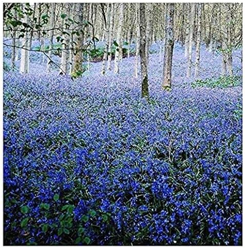 100 English Bluebell Bulbs - Hyacinthoides Non-scripta, Classic Woodland Spring Flowers, Ideal for Naturalizing and Shade Gardens
