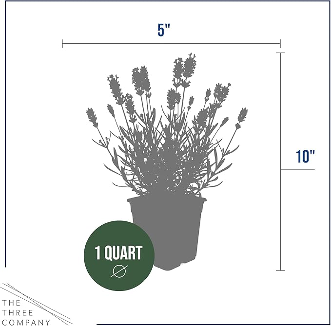 Live Lavender 2-Pack – Purple – Fragrant Sun Perennial Herb, Pollinator Friendly, 10” Tall, 1 Qt Pot