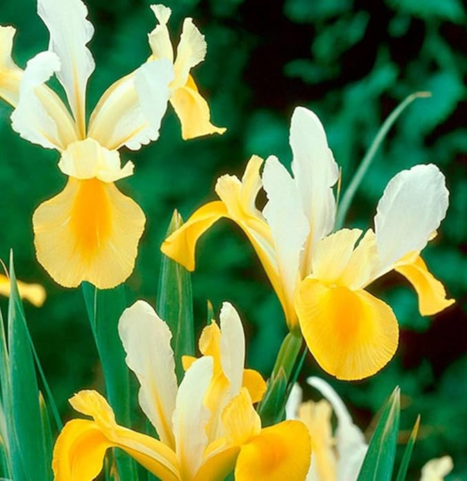 Votaniki Montecito & Miss Saigon Iris Mix Bulbs - Perennial Dutch Iris, Fragrant Blooms | Spring Flowering 15x Montecito and 15x Miss Saigon Iris Bulbs - Easy to Grow (30 Pack)