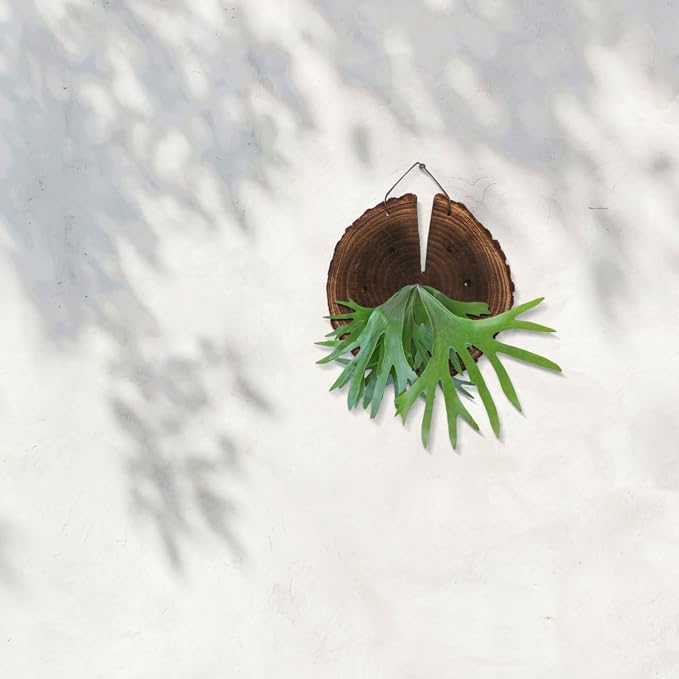 DOITOOL Fern Wall Mount Board Hanging Wall Planter for Indoor Outdoor Plants Rustic Decor for Home Garden 8.66 X 7.08 X 1.02 in 1 Pack