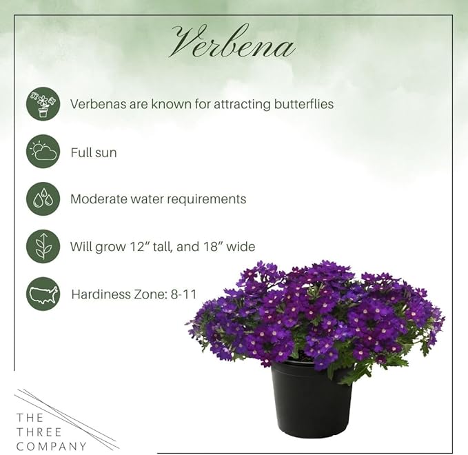 Live Flowering Verbena - Popping Purple (2 Plants Per Pack) - Healthy Flowering Plant - Beautiful Spring Color - 10" Tall by 5" Wide in 1Qt Pot