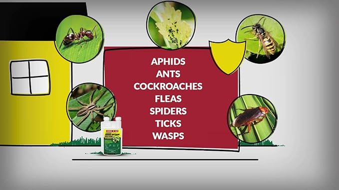 Compare-N-Save Concentrate Indoor and Outdoor Insect Control, 16-Ounce