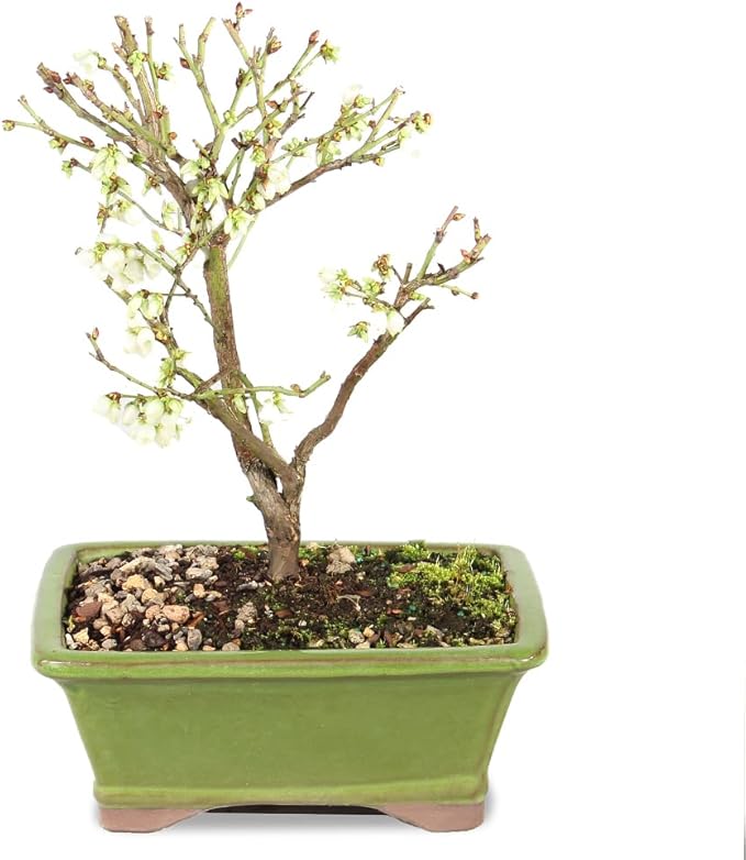 Brussel's Bonsai Live Dwarf Blueberry Bonsai Tree - Small, 4 Years, 6 to 8 Inches Tall - Outdoor Live Bonsai Tree with Ceramic Bonsai Pot
