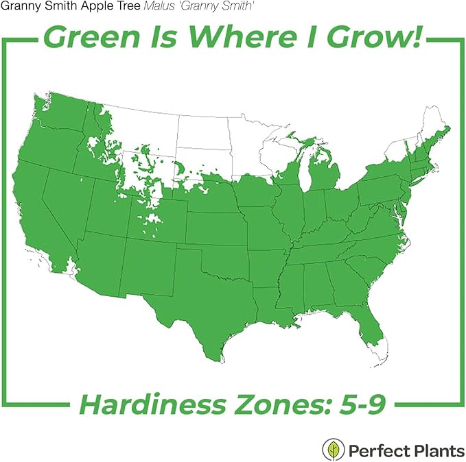 Perfect Plants Granny Smith Apple Tree 4-5ft Tall | Live Fruit Trees for Outdoor Planting | Fresh Apples for Eating, Canning, & Dehydrating | Sweet & Tasty Green Fruits Ripen in Fall