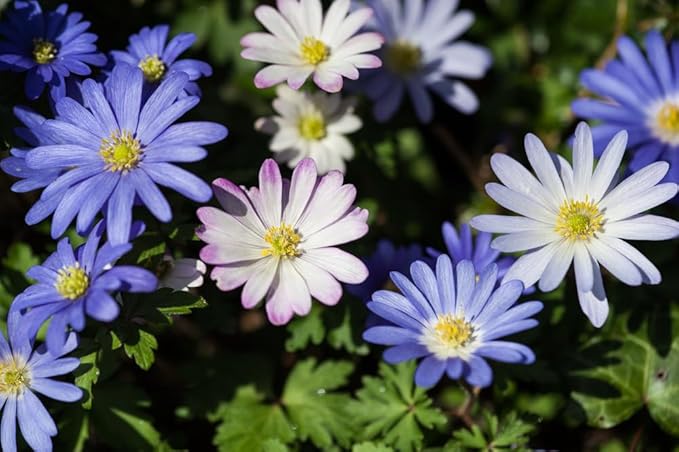 Blanda Anemone Mixture - Pastel Colored Anemone Bulbs to Grow Your Own - Spring Flowers for Planting (10 Bulbs)