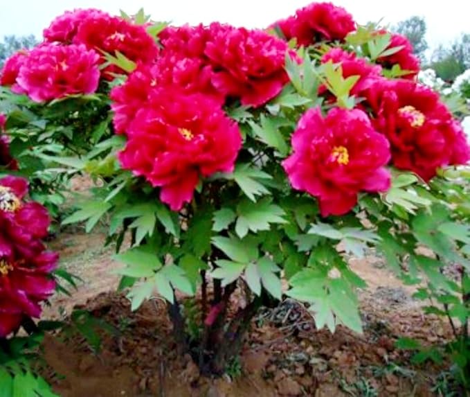 60 Peony Seeds Fragrant Mixed Purple Pink Rose red White Moutan Shrub Large Blooms Paeonia suffruticosa