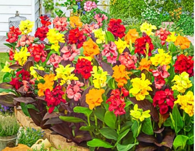 20 Canna Lily Seeds Mixed Flower Perennial Bonsai Rare Accent Plant Seeds Heirloom Canna Indica