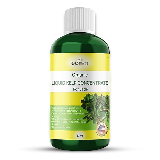 GARDENWISE Organic Premium Kelp Seaweed Fertilizer for Jade - Liquid Fertilizer - Liquid Plant Food - Nutrient-Rich Soil Enhancer - Natural Plant Food for Jade Plant (32 OZ)