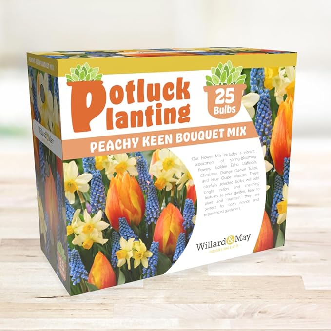All-in-One Flower Garden Kit - 25 Flower Bulbs Per Box - Potluck Planting Peachy Keen Bouquet Mix - Daffodil, Tulip, Muscari - Fragrant - Naturalizing - Live Outdoor Garden - Easy to Plant Flowers