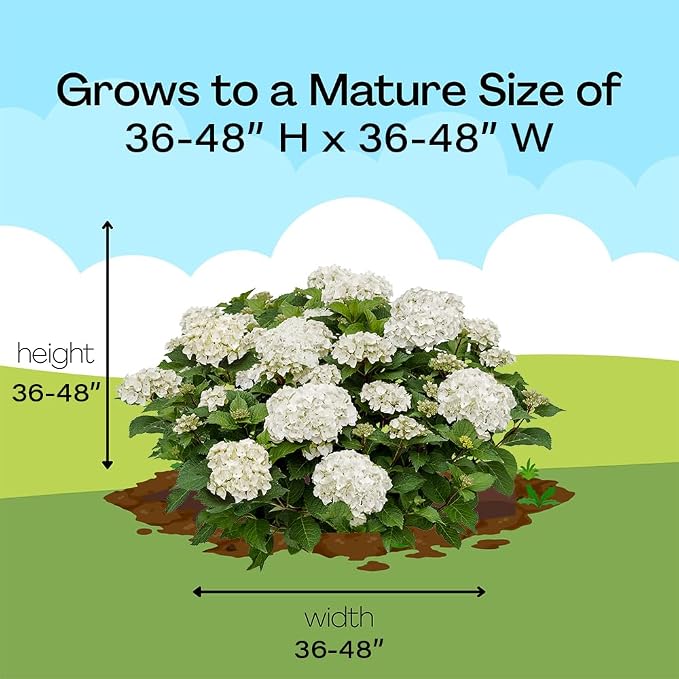 Endless Summer 1 Gal. Dream Cloud Hydrangea Shrub