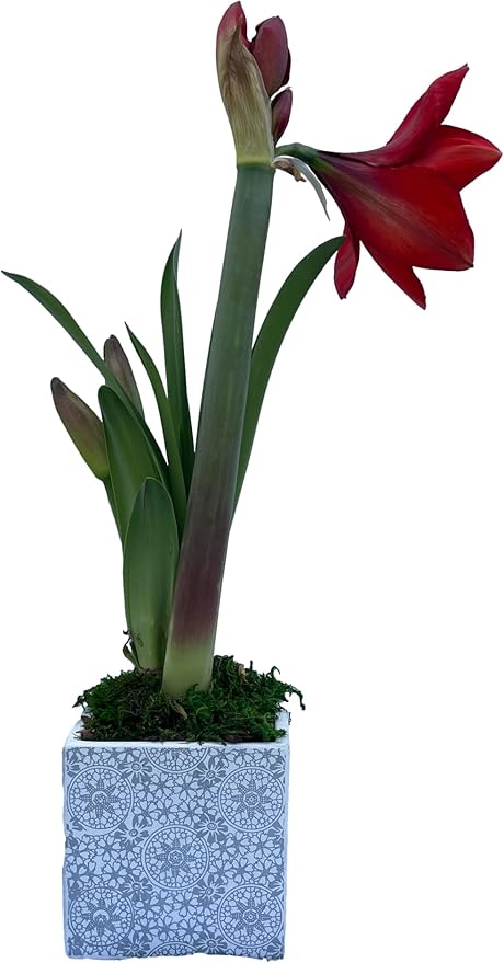 Red Lion Amaryllis Holiday Gift Growing Kit, Includes a Red Gift Bag, Red Lion Amaryllis Bulb, & Professional Growing Medium