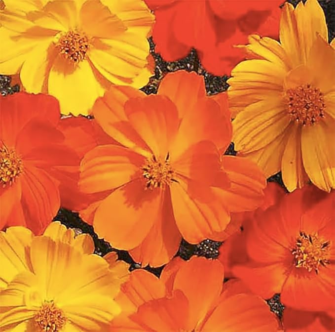 1000 Bright Lights Cosmos Seeds - Long Blooming Period in All Zones - 3' - 5' and up to 7 Feet Tall - Long Blooming Season - Easy to Grow