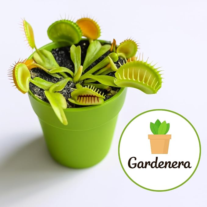 Gardenera Professional Carnivorous Plant Soil - Ready to Use for Venus Flytraps, Sundews, Pitcher Plants, Butterworts | Peat Moss, Coco Coir, Perlite - 20 Quart