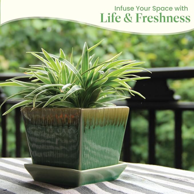 American Plant Exchange Variegated Flax Lily – 6-Inch Pot – Live Flowering Foliage Plant, Hardy Striped Greenery for Home, Garden Beds, or Landscape Decor