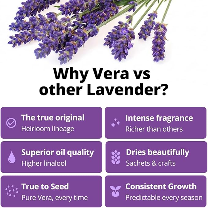 HOME GROWN Non-GMO 'Vera' English Lavender Seeds 1,500+ | True Original Heirloom | Superior Fragrance, Extreme Cold Hardy | High Germination Indoor/Outdoor (Lavandula angustifolia)