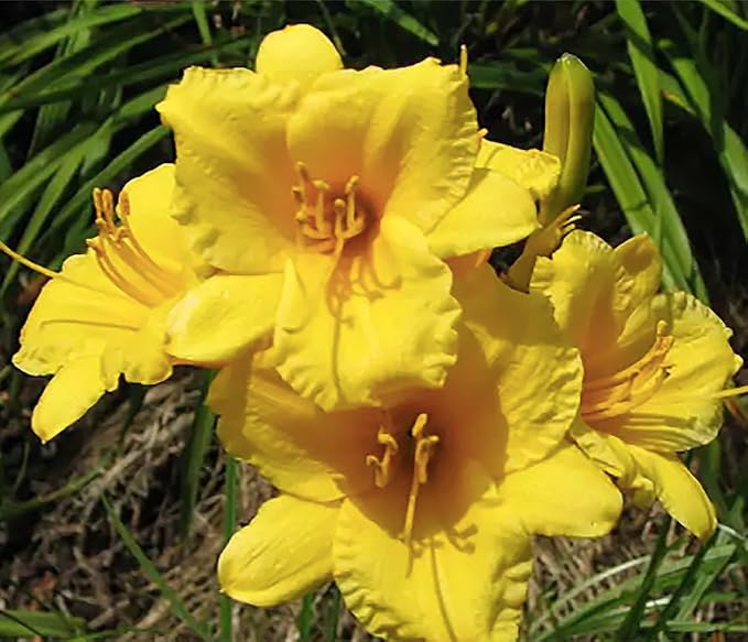 Pink Daylily - Bare Root Plant, Hardy Perennial for Zone 4, Delicate Pink Blooms, Low Maintenance, Ideal for Full Sun or Partial Shade, Perfect for Garden Borders & Landscapes