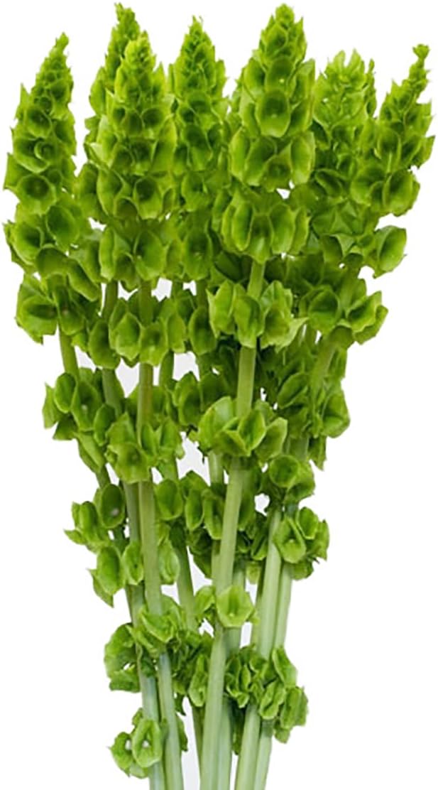 Bells of Ireland Seeds - Great Addition to Flower Borders - Approximately 150 Seeds