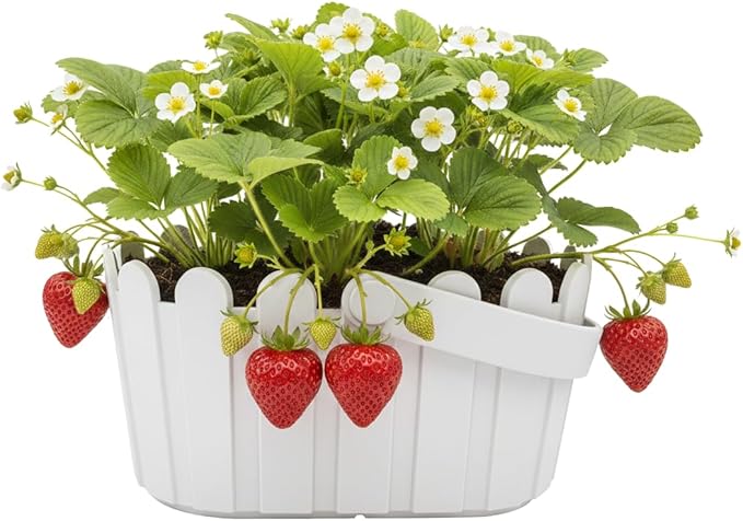 BUZZY Seeds Strawberry Grow Kit Large White Picket Fence Berry Basket with Grandian Strawberry Seeds, Indoor Plant Starter Kit, DIY Home Project Gardening Gift