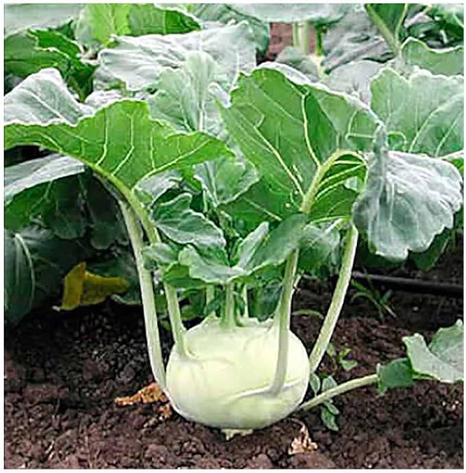 White Vienna Kohlrabi Seeds