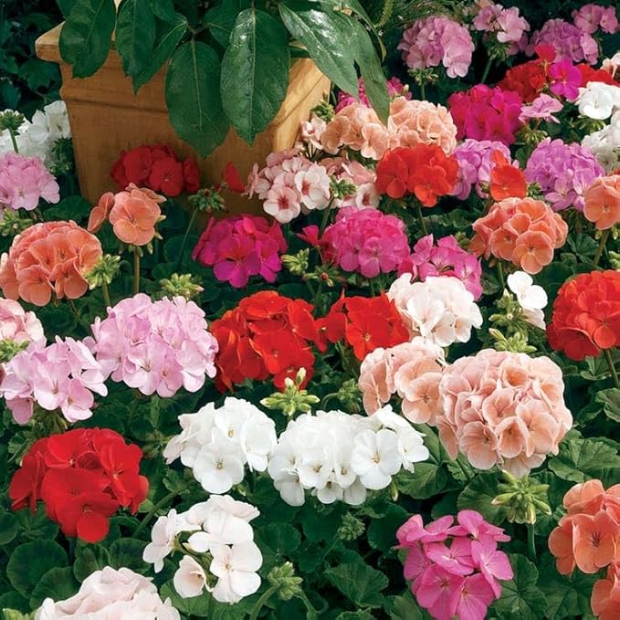 Park Seed Geranium Flowering Plant Seeds, Compact and Weather-Resilient Maverick Mix with Large Rounded Blooms in Assorted Colors, Pack of 10