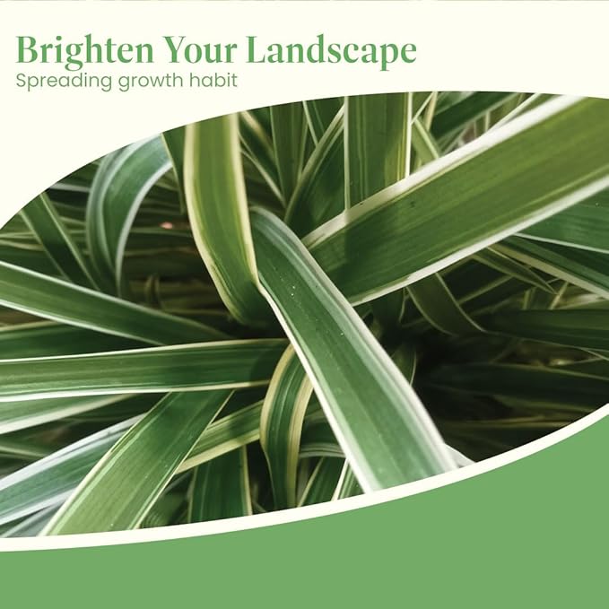 American Plant Exchange Variegated Flax Lily – 6-Inch Pot – Live Flowering Foliage Plant, Hardy Striped Greenery for Home, Garden Beds, or Landscape Decor