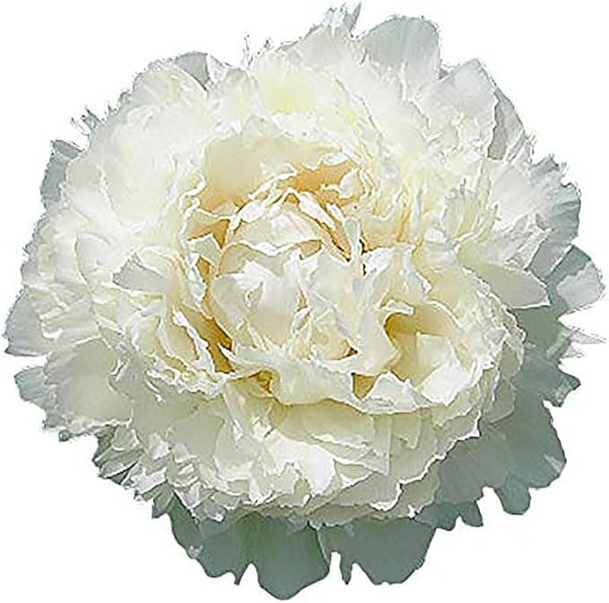 Dr FG Brethour Peony - Double White