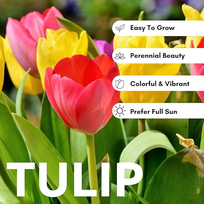 5pcs Tulip Bulbs Mixed Tulips Varieties Collection Tulips Bulbs for Gardens Spring Flowering Bulbs Ready to Plant Flower Bulbs Add a Pop of Vibrant Color to Your Garden with Beautiful Tulip Bulbs