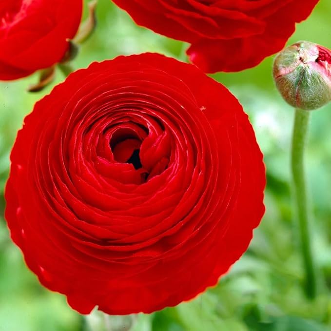 Votaniki Ranunculus Aviv Red "Persian Buttercup" - Long Lasting Blooms, Perennial Ranunculus Bulbs for Planting | Perfect Addition to Any Garden (24 Pack)