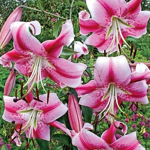 Giant Orienpet Lily Anastasia Bulbs for Planting (3 Bulbs)