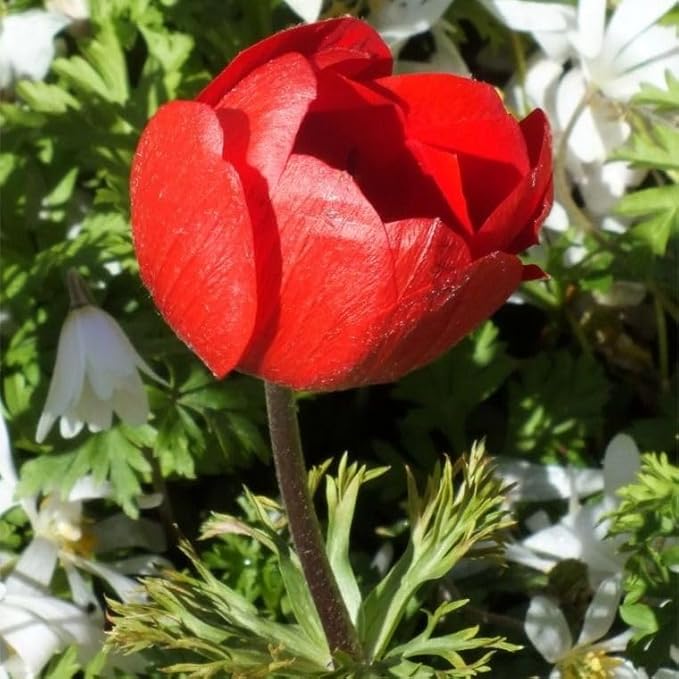 Votaniki Anemone Giant His Excellency (Windflowers) - Hardy Perennial & Attracts Pollinators, Striking Red Anemone Bulbs for Planting | Spring Flower Bulbs - Easy to Grow (25 Pack)