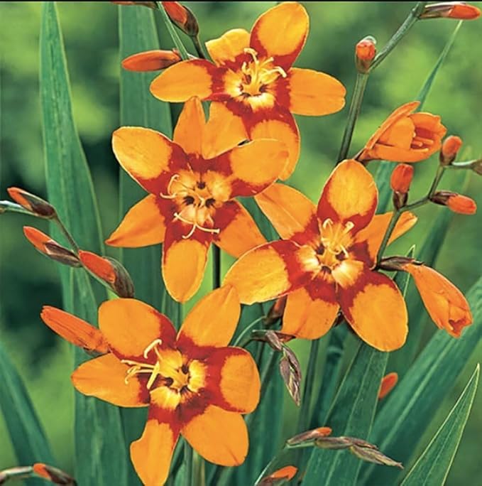 5 Firestarter Crocosmia Blubs - Grows 30-48" Tall.