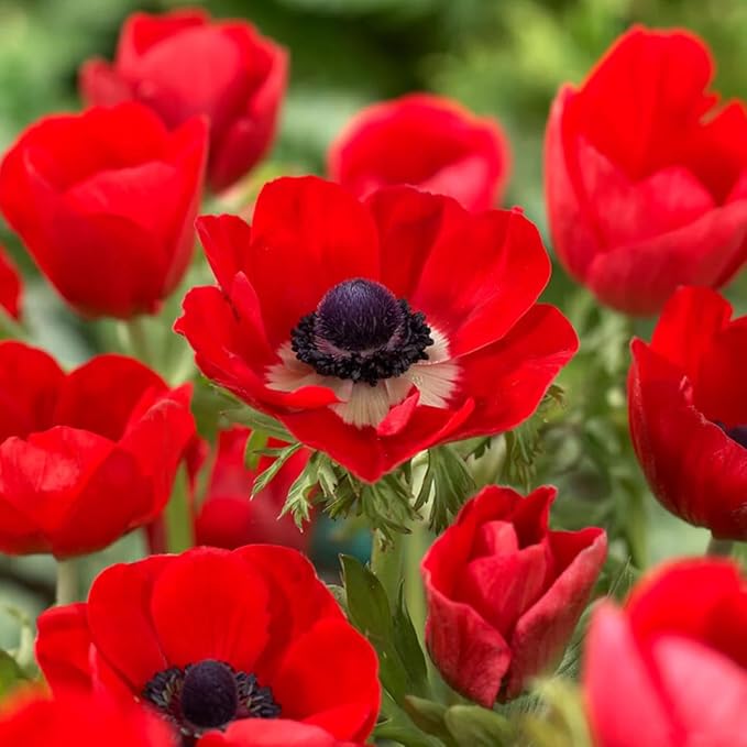 Votaniki Anemone Giant His Excellency (Windflowers) - Hardy Perennial & Attracts Pollinators, Striking Red Anemone Bulbs for Planting | Spring Flower Bulbs - Easy to Grow (50 Pack)
