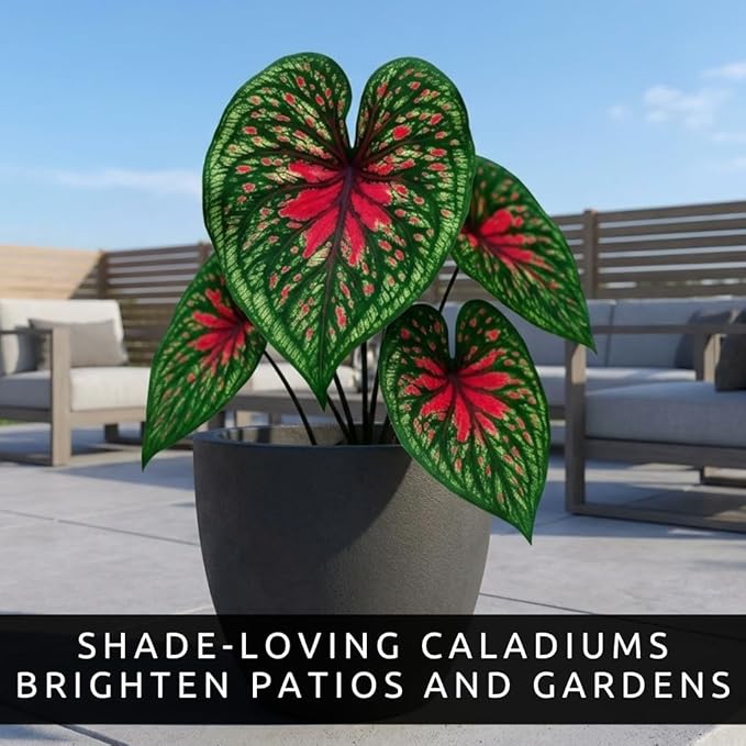 Two Spicy Lizard Caladium Bulbs for Planting – Colorful Tropical Foliage Plants – Shade Loving Indoor Houseplants for Containers, Patio & Garden Decor (2 Bulbs)
