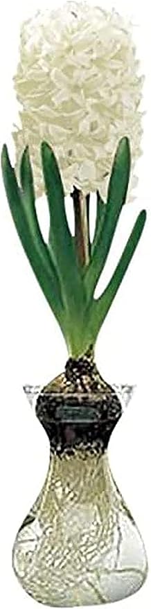 Snow Drift Hyacinth Bulb and Glass Vase for Forcing