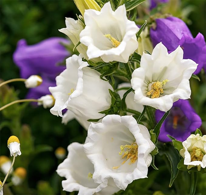 Canterbury Bells Mix - 1200 Seeds