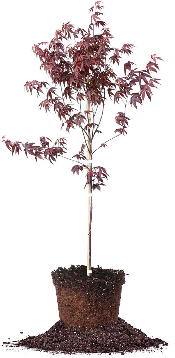 Perfect Plants Bloodgood Japanese Maple Tree 4-5 Feet | Live Plant for Beautiful Autumn Color | Red Leaf Colors Year Round | Small Deciduous Trees for Privacy