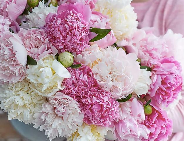 James Mann Double Pink Peony Bare Root 3-5 Eyes - Premium Peony Bulbs for Spring Planting 2024, Live Peonies Plants Ready to Plant - Ideal for Fernleaf Peony Gardens, Peony Trees, and Peony Bushes