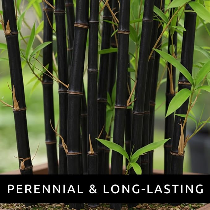 420 Black Bamboo Seeds for Planting - Fast Growing Exotic Bamboo – Ideal Privacy Screen, Windbreak, Garden Accent or Landscaping – Easy Planting - Striking Dark Stems
