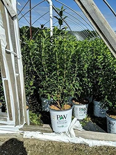 Green Promise Farms FORSYTHIA `Show Off` Shrub, 2-Size Container, Yellow Flowers