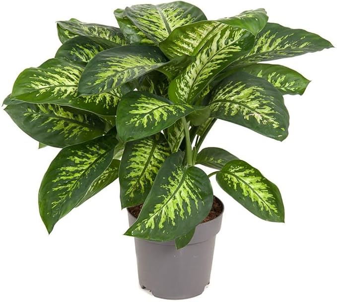 Gardenera Premium Dumb Cane Potting Soil Mix - Ideal Blend for Growing Robust and Healthy Dumb Cane Plants - 2 Quart