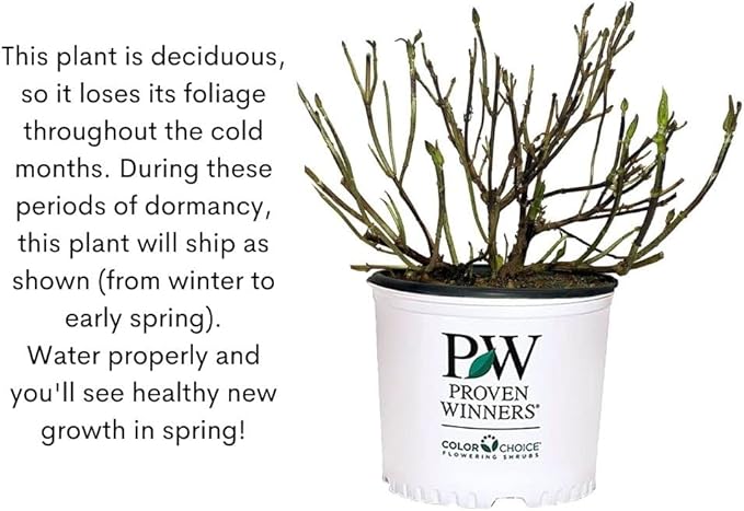 Proven Winners 2 Gal. Let's Dance Skyview Hydrangea Shrub