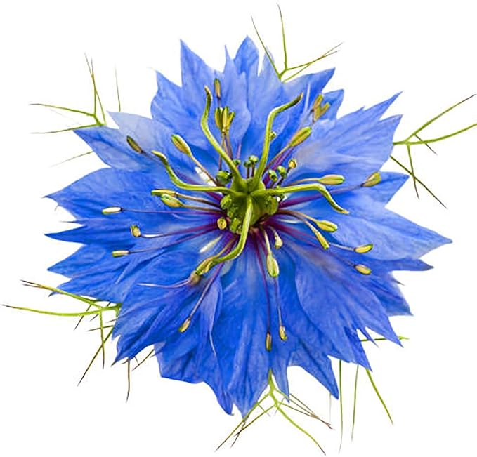 All Blue Flowers Mixed