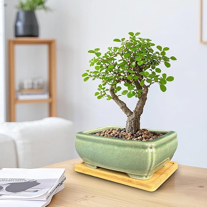 MUZHI 2pcs Green Ceramic Bonsai Planter Pots with Bamboo Tray 6.2 “ & 5.3”, Rectangular Glazed Bonsai & Succulent Cactus Starter Pot with Drainage Ice Crack Design