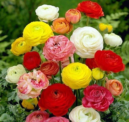 (40) Real Mixed Color Ranunculus Bulbs, Lovely Potted Plants Flower Bulbs,Perennial Bonsai Bulbous Root Garden Plant