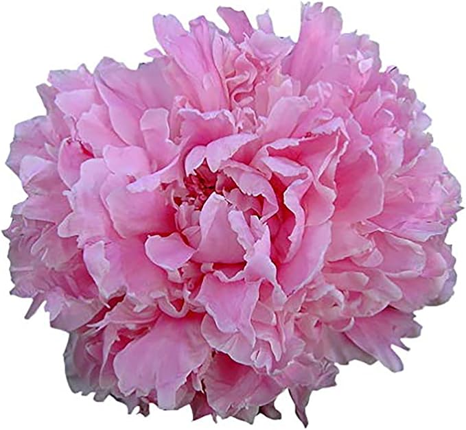 Double Pink Peony - Grace Batson Bare Root 3-5 Eyes…
