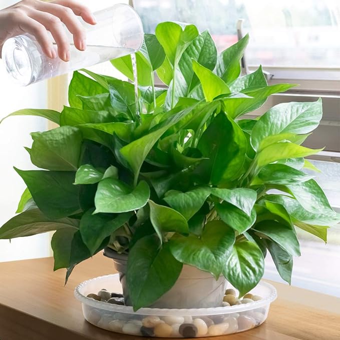 MUDEELA Plant stand dark brown 2 pack or 2 tier and 10" plant saucers 6 pack