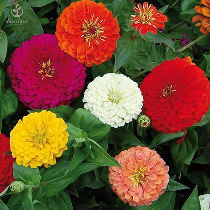 Zinnia - California Giant Mix - Bulk Pack 5,000 Seeds by Seeds2Go