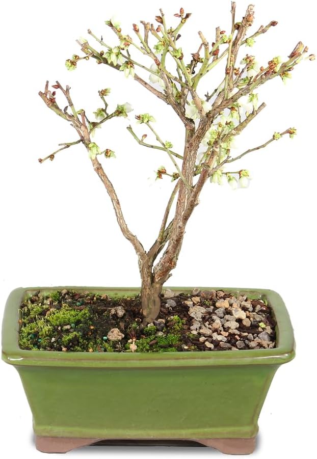 Brussel's Bonsai Live Dwarf Blueberry Bonsai Tree - Small, 4 Years, 6 to 8 Inches Tall - Outdoor Live Bonsai Tree with Ceramic Bonsai Pot