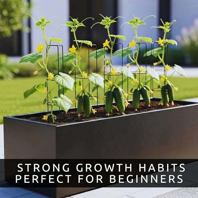 Mini Me Cucumber Seeds for Planting – 10+ Premium Mini Vegetable Garden Seeds – High-Yield Compact Cucumbers for Containers, Raised Beds & Backyard Gardens – Grow Your Own Fresh Food